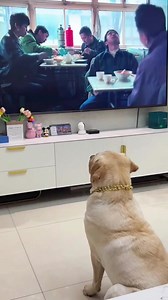 This stupid dog is obsessed with watching TV and wants to eat the cake on TV. #Young people raising pets illustrated book #viral #funny #guozi #doglover | Rourou Dog