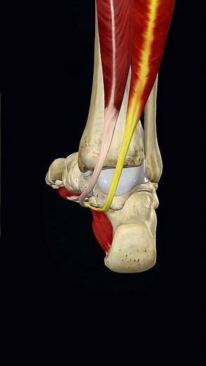 Flexor Hallucis Longus in Action | Big Toe Flexion | Anatomy for Med Students