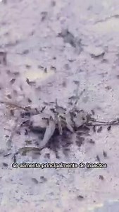 Si no bastaba con la hormiga argentina (Linepithema humile) ahora llega su hermana pequeña (Brachymyrmex patagonicus) a sembrar el caos por el mundo. #curiosidades #naturaleza #hormiga #hormigueros #ciencia #nature #bichos #macro #insectos #wildlife #insecto #animales #argentina #anthouse #hormigas #documental | Anthouse.es