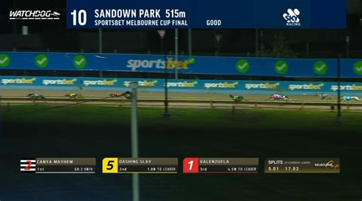 36K views · 695 reactions | 2025 G1 Melbourne Cup Sandown 515m 磊CANYA MAYHEM - Jess Hopkins 賂DASHING SLAY - Kayla Cottrell 雷VALENZUELA - Jeff Britton Owners : Nick Lali & Frank Cremona Breeding : Bernardo x Bali Sunset Breeder : Jessica Windiate ⏱️29.14 Go, Sammy!  Just 5 dogs in work! Congratulations to Jess & connections!   WatchDog Racing | THE GREYHOUND GIRL | Facebook