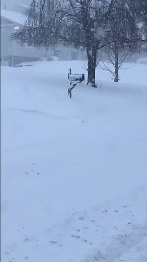 Snowy Forest in Winter with Sounds of Wind and Falling Snow #shorts #snow