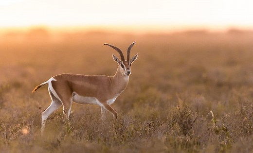 Grant’s Gazelle: Habitat, Diet & Unexpected Resourcefulness