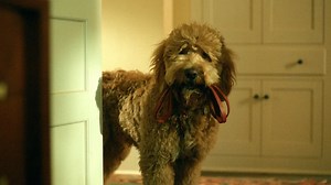 What happens to the dog in 'Lessons in Chemistry?'