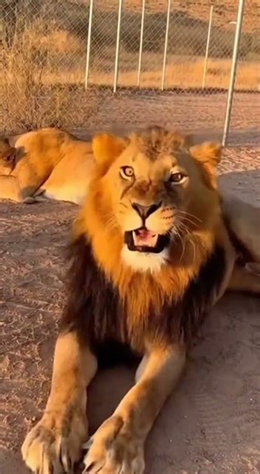 Baby Lion’s Pee Prank Makes Big Lion Panic & Run!