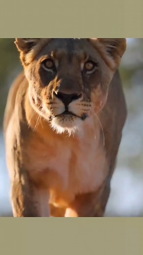 Lion stalking and attacking zebra #animalsworld #wildanimals #wildlif... | Predator & Prey