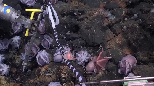 Scientists discover four new deep-sea octopus species in Costa Rica. | The Press of Atlantic City | Facebook