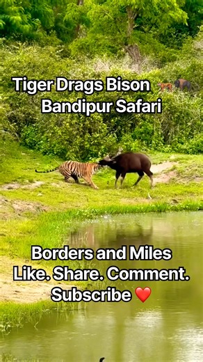 🐅 TIGER DRAGS A BISON INTO THE FOREST! 😱 | BANDIPUR SAFARI