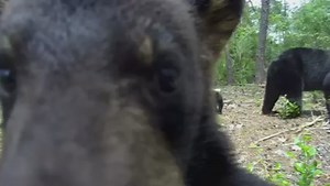 83K views · 7.6K reactions | Here is just one of my trail camera...