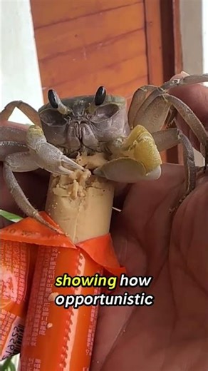 What Do Crabs Eat? | Surprising Crab Diet Facts