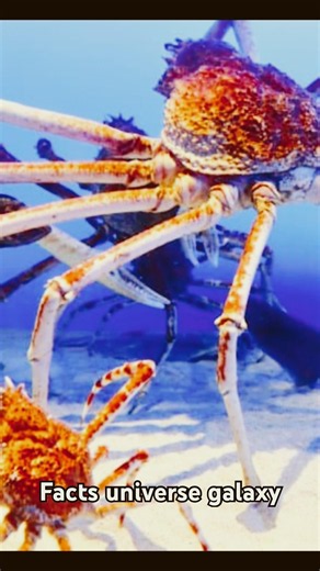 😱 The World’s Biggest Crab Looks Like an Alien! 🦀