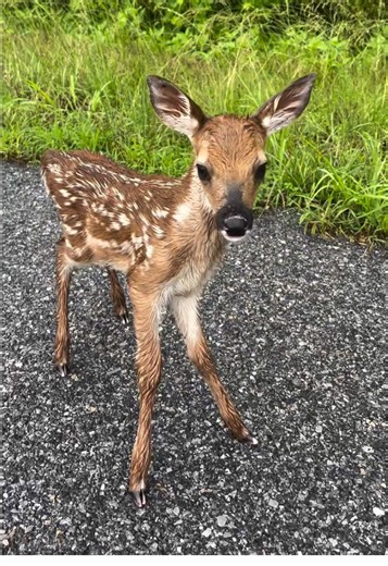 Spotting Fawns This Year: A Deer Hunting Adventure