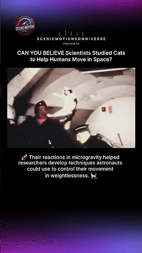 Why Did the U.S. Air Force Send Cats Into Zero Gravity? 🐈🚀