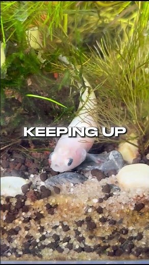 Why Fish Act Normal Right Before a Tank Fails