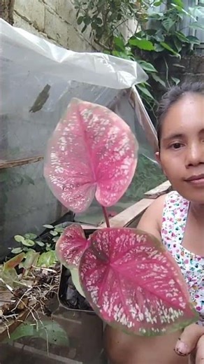 Bulb propagation #caladium