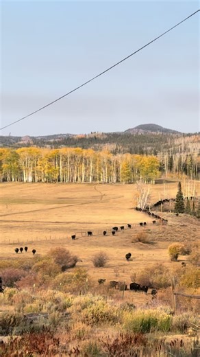 Cows Enjoy Morning Jazz Concert Outside Our House
