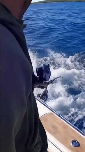 Terrifying Moment Shark Attacks Dolphin Caught on GoPro