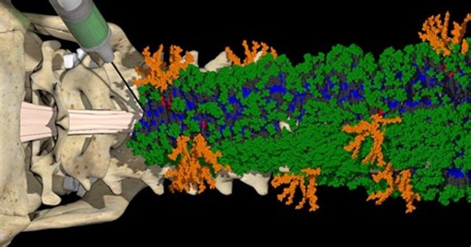 Injection of "dancing molecules" gets paralyzed mice walking in 4 weeks