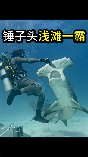 比其他鯊魚多1次元的，雙髻鯊獵魟魚 #戶外 #捕魚 #fblifestyle | 窥探美食