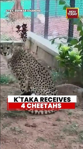 Four Cheetahs Arrive In Bengaluru | Karnataka Gets New Wildlife Residents | Wildlife Conservation