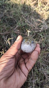 1K views | A cute fish catching by hand #CastNetFishing #cutefish #fishingvideo #fishinglife #foryouシ #fishing | Mahmud's fishing | Facebook