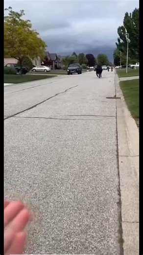 #rufusthebull #cow #bull | Va Kimhong