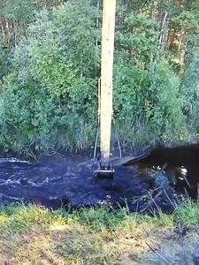 12K views · 125 reactions | “Releasing the Water: Excavator Breaks Through a Solid Beaver Dam Blocking a Rural Creek” #beaverdamremoval | Beaver Dam Removal | Facebook