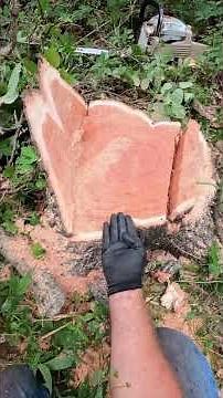 I explain an open face notch, bore cut, and trigger release #tree #felling #chainsaw