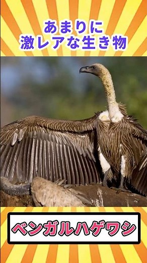 [Viewer discretion advised] The extremely rare creature "Bengal vulture" [Slow commentary] #Anima...