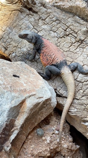 42K views · 2K reactions | The colors on this large Chuckwalla were amazing! The molting Arizona reptile let me get pretty close too! I see them sunning themselves along the Arizona trails quite often when it is warm. When they go into defense mode against predators, Chuckwallas blow up all that extra belly skin to wedge themselves into rock crevices. | Jeremy Johnson Photography | Facebook