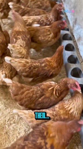 Genius Farmer Turns Chaos Into a Perfect Chicken Coop — You Won’t Believe His Smart Tricks! 🐔💡 This farmer is a true genius! Watch how he transforms a messy chicken coop into a clean, efficient paradise for his hens — with help from his adorable little sidekick. 🐥💪 From sanitizing the chicken house, spreading fresh straw bedding, and building a custom chicken feeder to installing a hanging water dispenser and DIY nesting boxes, every step is pure brilliance. He uses simple materials — black 