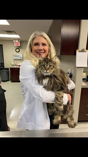 Maine Coon Cat Grooming: Extra Toes and Lion Cut Fun!