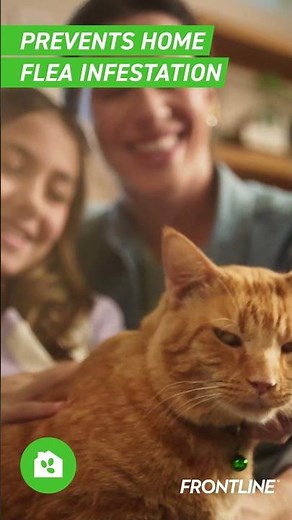 FRONTLINE® PLUS FLEA AND TICK TREATMENT FOR CATS (Shorts 1)
