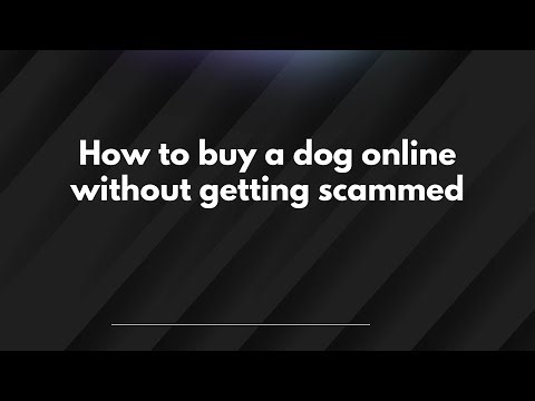 How to buy a dog online without getting scammed