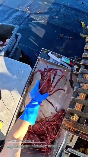 巨大エビの捕獲：ケージと船が実現させる方法