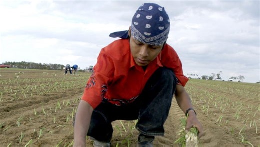 Like fine wine, Georgia's Vidalia onion is all about the distinctive blend of water, air, soil