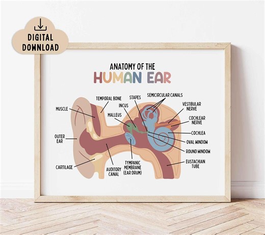 Anatomy of the Human Ear Poster Printable (digital Download) Educational Wall Art | Homeschool Decor - Etsy UK