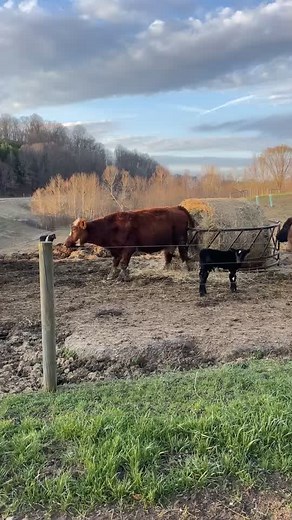 Signs of Labor in Cows: What to Watch For