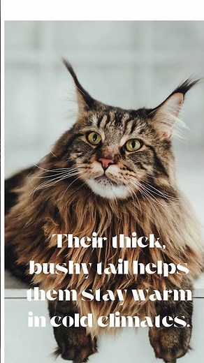 Maine Coons vs Regular Cats: What’s the Difference?