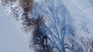 Une ombre d'arbre spectaculaire s'étend sur : vidéo de stock (100 % libre de droit) 3995560983 | Shutterstock