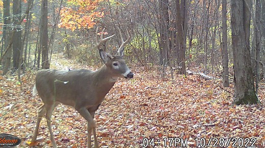 Pa. legislators ponder senior hunter antler restrictions and two hunting, fishing bills