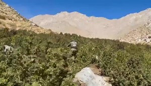 *Con droga, municiones, armamento y tres detenidos Carabineros concreta el mayor decomiso en la historia en el Valle del Elqui* Fueron más de 45 mil millones de pesos en droga intervenida a sobre 3500 metros de altura. La mayor incautación en la historia para Carabineros en el Valle del Elqui, desglosada en casi 9400 plantas de hasta dos metros de alto, más de 134 kilos de droga procesada, municiones, armamento y tres detenidos fue el resultado del trabajo investigativo en terreno encabezado por