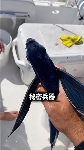巨大マグロ釣りの最大級チート技 カイトフィッシング！ #衝撃映像 #釣り #釣りキチ #マグロ #トビウオ #大物釣り #トローリング #船釣り
