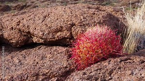 Сalifornia barrel cactus, compass barrel (Ferocactus cylindraceus), cacti grow on stones in the desert, Arizona Cacti