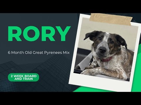 Best Dog Training in Chicago! 6 Month Old Great Pyrenees Mix, Rory!