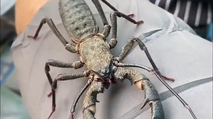 带你认识十种离奇生物，你见过几种？