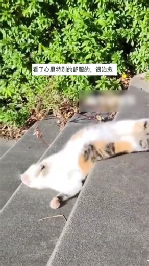 "Caterpillar Cat" Liquidizes Down Stairs! Netizens: "Even Lazier Than Me!" #cat #kitten