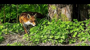 The Amazing big Snake unbelievable in the world