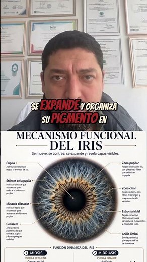 The hidden anatomy of the iris: more than just a color