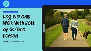 Dog Will Only Walk With Both of Us/One Person? How to Solve This? - Canine Care Central