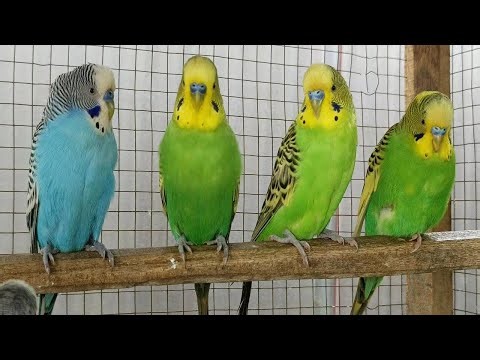 5 Hours of Happy Parakeet Budgie Chirping 🐦 | Relaxing Nature Bird Songs to Reduce Stress